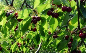 Садок вишневий, продуктивний: основи розмноження клонових підщеп та вирощування щеплених саджанців 