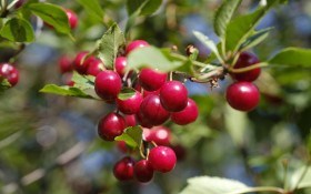 Слаборослий вишневий сад: компактний та врожайний 
