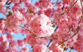 Прекрасная чужестранка в розовом кимоно – сакура