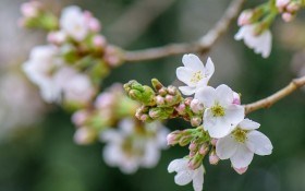 Пора цвітіння: календар роботи для садоводів та виноградарів у квітні 