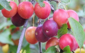 Щоб був здоровим: заходи по захисту плодового саду у серпні 