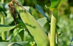 Щоб качани були смачні: захист цукрової кукурудзи від хвороб 