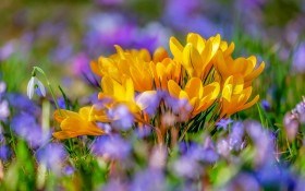 Бризки весняних барв: перші квіти сезону у дизайні саду 
