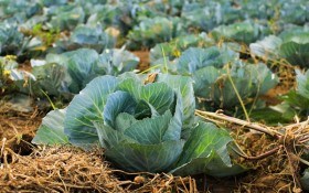 Смачненьке листя зелененьке: як виростити та зберегти гарний врожай білокачанної капусти 