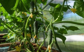 Огірки на висоті: досвід вирощування на грядках-шпалерах 