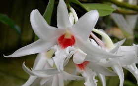 Орхидеи дендробиум: живущие на деревьях