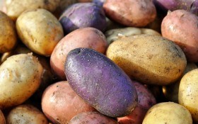 Нові, врожайні сорти картоплі в Україні