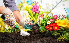 Удобрения для цветника — правильное «питание» садовых цветов