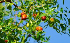 Зизифус — дерево здоровья: выращивание, уход, посадка, полезные свойства