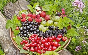 Урожайный ягодник: лучшие сорта для приусадебного участка. Обзор