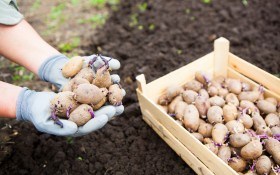 Ризоктониоз картофеля: возбудитель, методы борьбы и профилактики