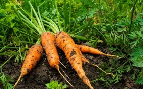 Технология выращивания моркови: правильный уход — залог успеха