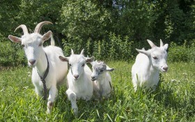 Основи козячого раціону: чим, як і коли годувати свійських кіз?
