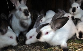 Выбираем породу кроликов: советы опытного кроликовода
