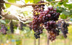 Приправа для лозы: как применять стимуляторы роста в винограднике?