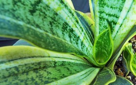 Многоликая сансевиерия: как выращивать необычное растение?