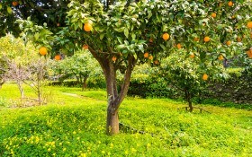 Солнечный апельсин: как вырастить в домашних условиях
