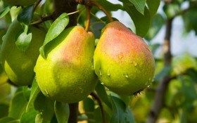Как предотвратить гниль мякоти плодов груши?