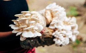 Укрощение лесных обитателей: выращивание грибов в домашних условиях