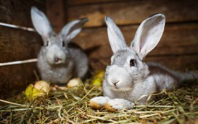 Здоров'я кролів: як уникнути поширених захворювань?