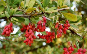 Колючий куст и ягода кислица: выращивание, размножение и полезные свойства барбариса