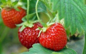 Можно ли защитить ягодник от летней жары? 