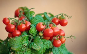 ТОП-10 рекомендаций по выращиванию комнатных томатов у себя дома