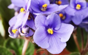 Почему не цветут фиалки: как добиться пышного цветения
