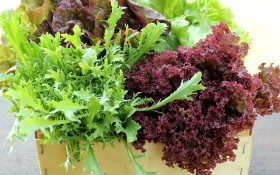 Листовой салат: ценный состав и полезные свойства