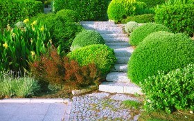 Декоративные кустарники: виды, формы, гармоничное размещение в дизайне сада
