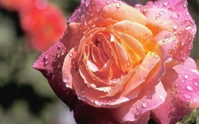 Чайно-гібридні троянди: які сорти обрати?