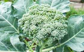 Брокколи: как вырастить витаминный овощ?