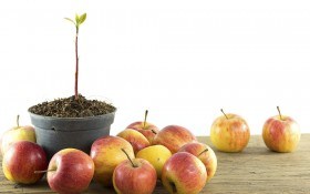 Яблонька на балконе: посадка, выращивание, необходимый уход
