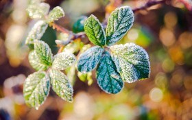 Осенние заморозки: как защитить сад от капризов погоды