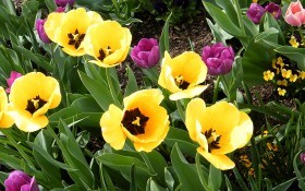Тюльпаны: нехитрые секреты агротехники