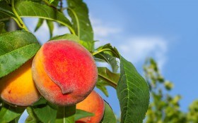 Рекомендации опытного садовода: посадка персика осенью