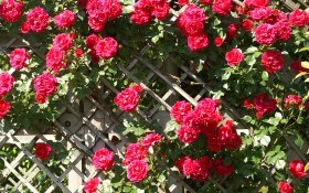 4 найкращі сорти плетистих троянд