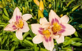 9 основных причин, почему не цветет лилейник