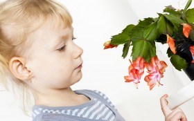 Шлюмбергера — загадочный цветок: необходимый уход круглый год