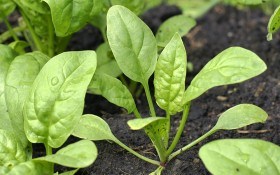 Выращивание шпината: все от посадки до уборки
