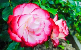 Болезни садовых роз: распознаем и боремся