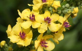 Атаман-трава — неприхотливое растение для вашего цветника