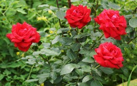 4 типові помилки при вирощуванні троянд  