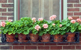 Украшаем балконы и террасы: выращиваем пеларгонии
