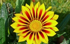 Гацания — выращивание цветка полуденного золота