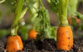 5 причин горечи моркови и 4 способа ее предотвратить