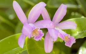Каттлея: история возникновения и особенности агротехники орхидеи 