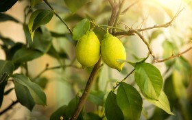 Мальсекко лимона: распознаем и боремся