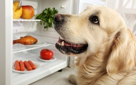 Чего не следует есть собаке? Список основных табу