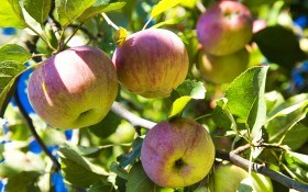 О яблонях и яблоках Популярные сорта в любительском саду